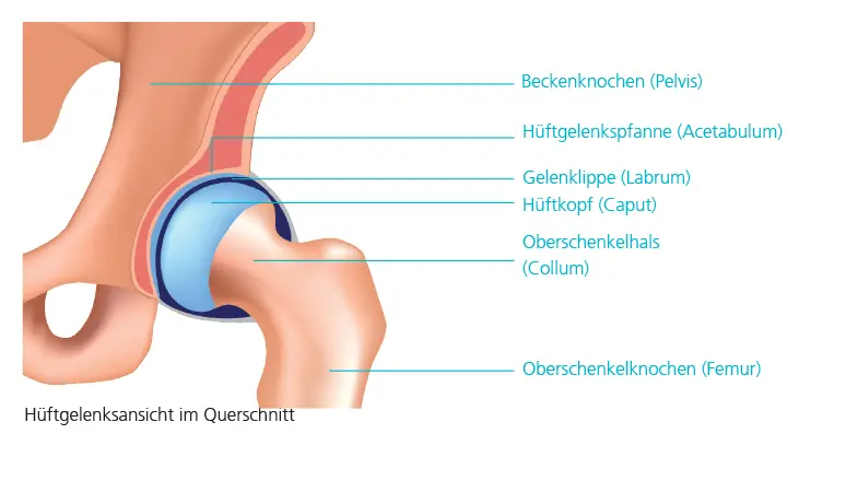 Bänder des Hüftgelenks